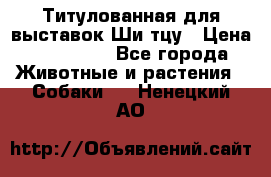 Титулованная для выставок Ши-тцу › Цена ­ 100 000 - Все города Животные и растения » Собаки   . Ненецкий АО